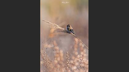 Saka » European Goldfinch » Carduelis carduelis