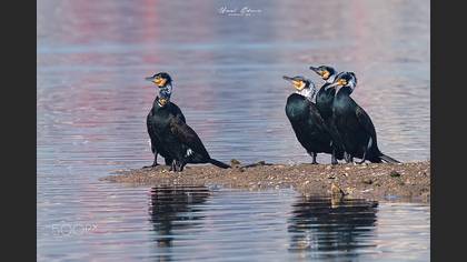 Karabatak » Great Cormorant » Phalacrocorax carbo
