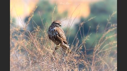 Şahin » Common Buzzard » Buteo buteo