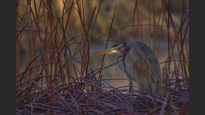 Erguvani balıkçıl » Purple Heron » Ardea purpurea
