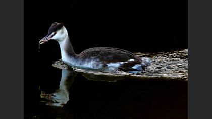 Bahri » Great Crested Grebe » Podiceps cristatus