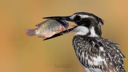Alaca yalıçapkını » Pied Kingfisher » Ceryle rudis