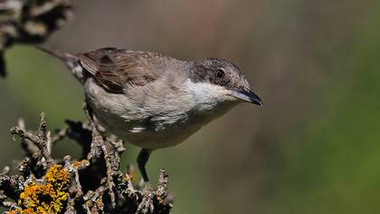 Akgözlü ötleğen