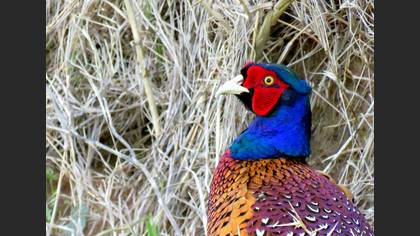 Sülün » Common Pheasant » Phasianus colchicus