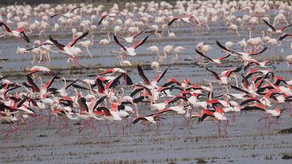 Flamingo » Greater Flamingo » Phoenicopterus roseus