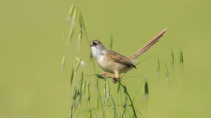 Dikkuyruklu ötleğen » Delicate prinia » Prinia lepida