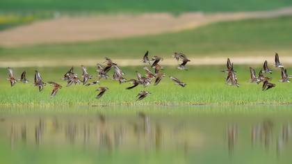 Küçük kumkuşu » Little Stint » Calidris minuta