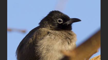 Arapbülbülü » White-spectacled Bulbul » Pycnonotus xanthopygos