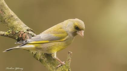 Florya » European Greenfinch » Chloris chloris
