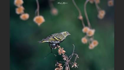 Karabaşlı iskete » Eurasian Siskin » Spinus spinus