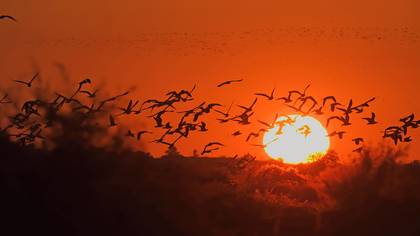 Gümüş martı » Yellow-legged Gull » Larus michahellis