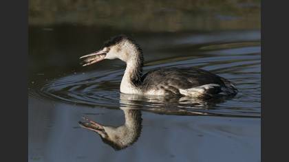 Bahri » Great Crested Grebe » Podiceps cristatus
