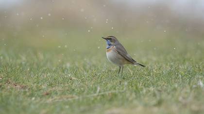 Mavigerdan
