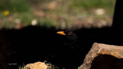 Karatavuk » Common Blackbird » Turdus merula
