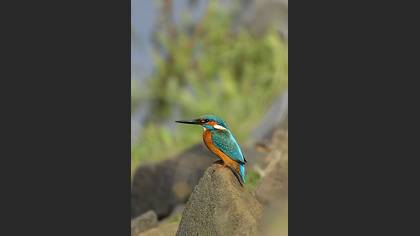 Yalıçapkını » Common Kingfisher » Alcedo atthis