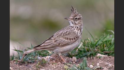 Tepeli toygar » Crested Lark » Galerida cristata