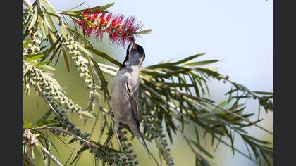 Karaboğazlı ötleğen » Rüppell`s Warbler » Sylvia ruppeli