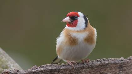 Saka » European Goldfinch » Carduelis carduelis
