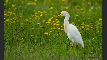 Sığır balıkçılı » Western Cattle Egret » Ardea ibis