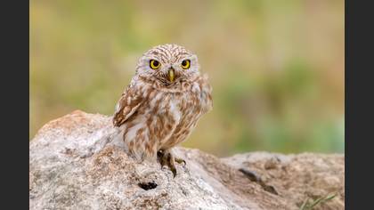 Kukumav » Little Owl » Athene noctua