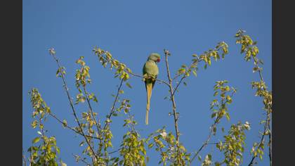 İskender papağanı » Alexandrine Parakeet » Psittacula eupatria