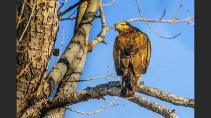 Kızıl şahin » Long-legged Buzzard » Buteo rufinus