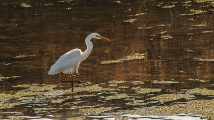 Büyük ak balıkçıl » Great Egret » Ardea alba