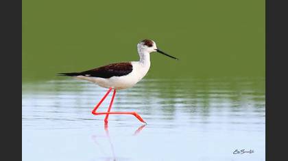 Uzunbacak » Black-winged Stilt » Himantopus himantopus
