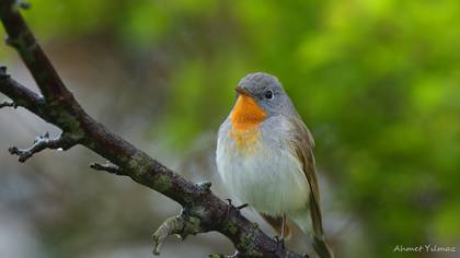 Küçük sinekkapan » Red-breasted Flycatcher » Ficedula parva