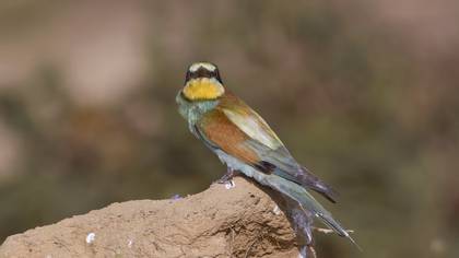 Arıkuşu » European Bee-eater » Merops apiaster