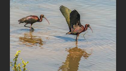 Çeltikçi » Glossy Ibis » Plegadis falcinellus
