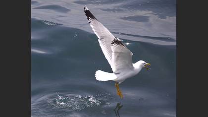 Ada martısı » Audouin`s Gull » Ichthyaetus audouinii