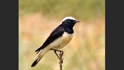 Kıbrıs kuyrukkakanı » Cyprus Wheatear » Oenanthe cypriaca