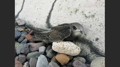 Ebabil » Common Swift » Apus apus