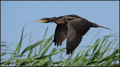 Karabatak » Great Cormorant » Phalacrocorax carbo