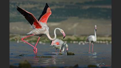 Flamingo » Greater Flamingo » Phoenicopterus roseus