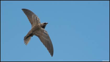 Boz ebabil » Pallid Swift » Apus pallidus