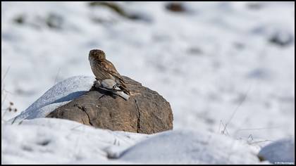 Kukumav » Little Owl » Athene noctua