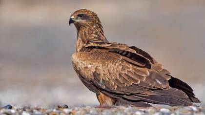 Kara çaylak » Black Kite » Milvus migrans