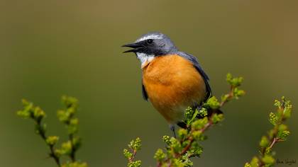 Taşbülbülü » White-throated Robin » Irania gutturalis
