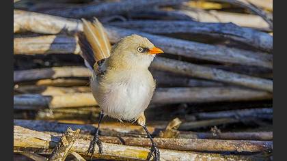 Bıyıklı baştankara