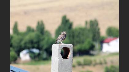 Kukumav » Little Owl » Athene noctua