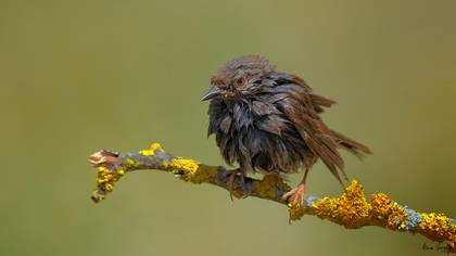 Dağbülbülü » Dunnock » Prunella modularis