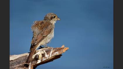 Kızılsırtlı örümcekkuşu » Red-backed Shrike » Lanius collurio