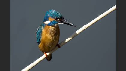 Yalıçapkını » Common Kingfisher » Alcedo atthis