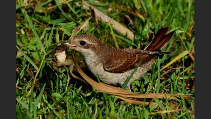Kızılsırtlı örümcekkuşu » Red-backed Shrike » Lanius collurio
