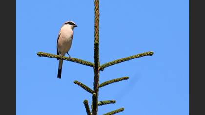 Kızılsırtlı örümcekkuşu » Red-backed Shrike » Lanius collurio