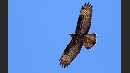 Arı şahini » European Honey Buzzard » Pernis apivorus