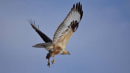 Kızıl şahin » Long-legged Buzzard » Buteo rufinus