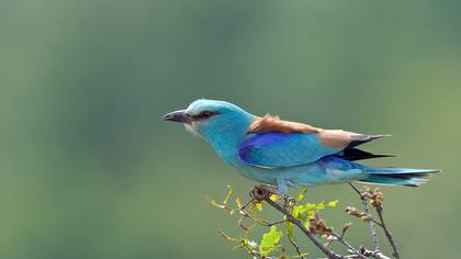 Gökkuzgun » European Roller » Coracias garrulus